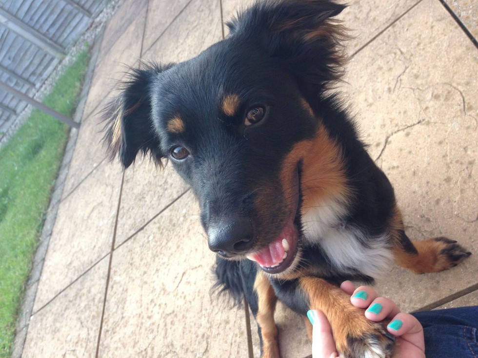 17 háziállat, aki gazdija kezét fogja - cuki képek 17 háziállat, aki gazdija kezét fogja - cuki képek