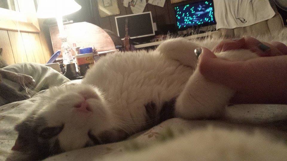 17 háziállat, aki gazdija kezét fogja - cuki képek 17 háziállat, aki gazdija kezét fogja - cuki képek