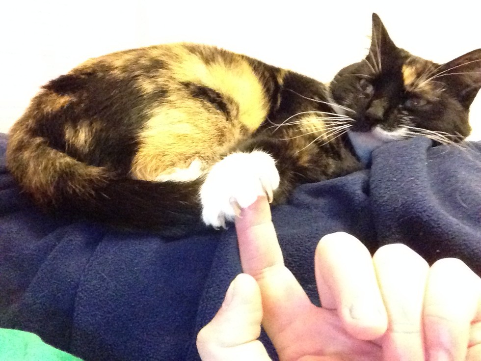 17 háziállat, aki gazdija kezét fogja - cuki képek 17 háziállat, aki gazdija kezét fogja - cuki képek