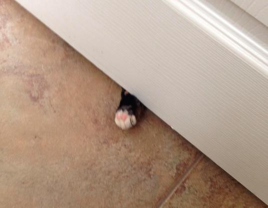 17 háziállat, aki gazdija kezét fogja - cuki képek 17 háziállat, aki gazdija kezét fogja - cuki képek