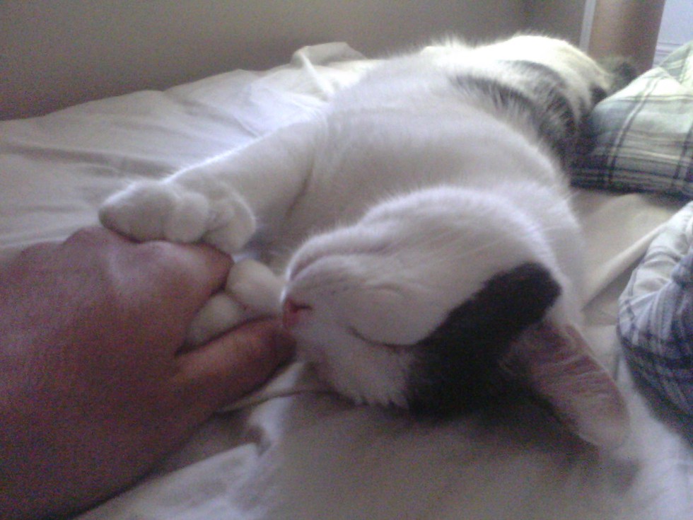 17 háziállat, aki gazdija kezét fogja - cuki képek 17 háziállat, aki gazdija kezét fogja - cuki képek