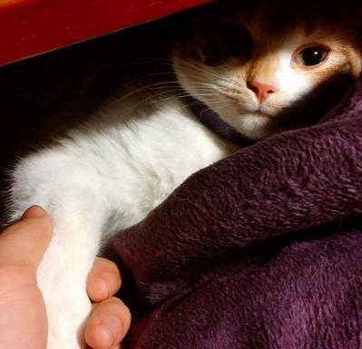 17 háziállat, aki gazdija kezét fogja - cuki képek 17 háziállat, aki gazdija kezét fogja - cuki képek