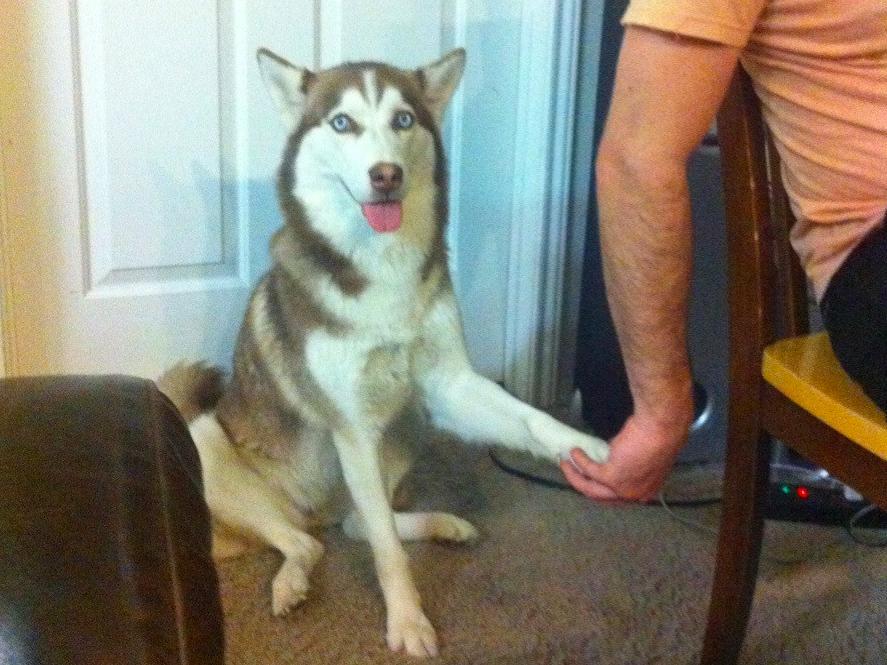 17 háziállat, aki gazdija kezét fogja - cuki képek 17 háziállat, aki gazdija kezét fogja - cuki képek