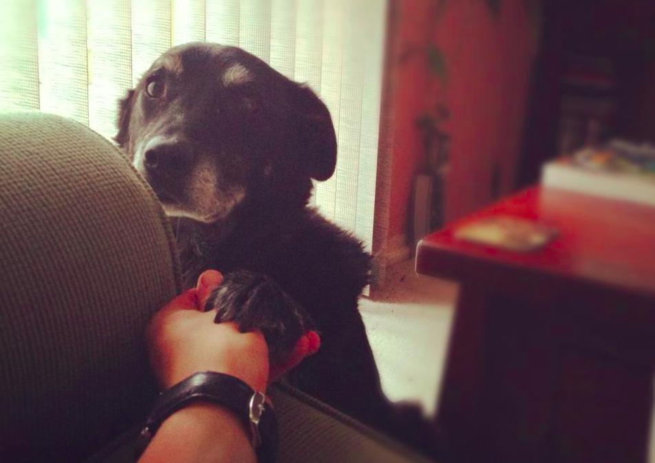 17 háziállat, aki gazdija kezét fogja - cuki képek 17 háziállat, aki gazdija kezét fogja - cuki képek