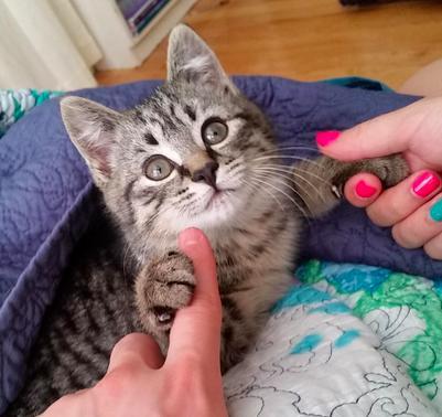 17 háziállat, aki gazdija kezét fogja - cuki képek 17 háziállat, aki gazdija kezét fogja - cuki képek