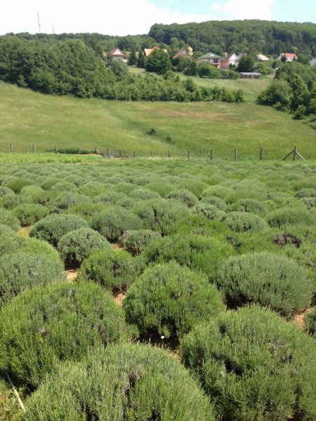Gyógynövénytúra a füvesember kertjében