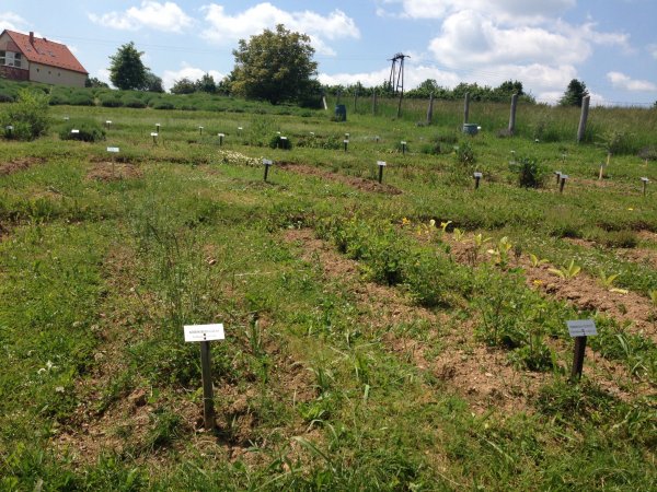 Gyógynövénytúra a füvesember kertjében