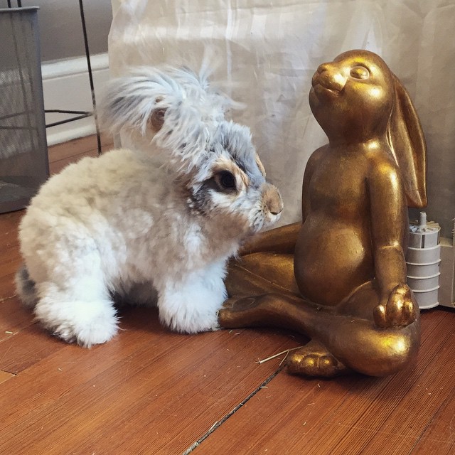 Az angyalszárnyfülű nyúl az Instagram új sztárja - képek