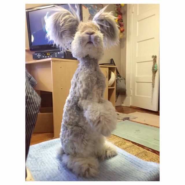 Az angyalszárnyfülű nyúl az Instagram új sztárja - képek