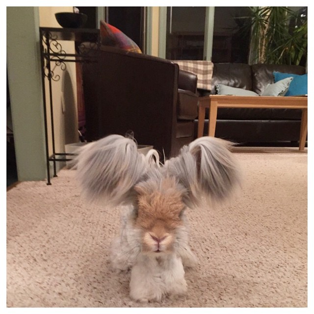 Az angyalszárnyfülű nyúl az Instagram új sztárja - képek