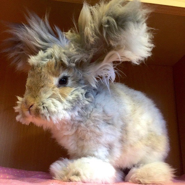 Az angyalszárnyfülű nyúl az Instagram új sztárja - képek