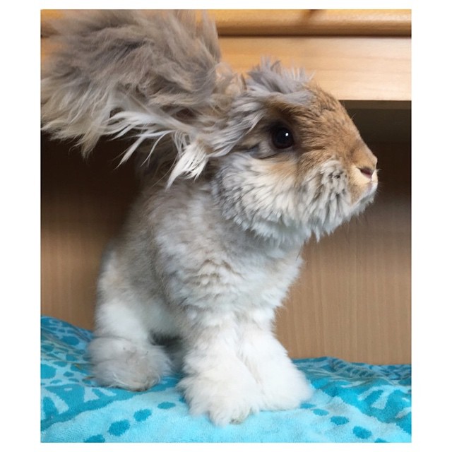 Az angyalszárnyfülű nyúl az Instagram új sztárja - képek