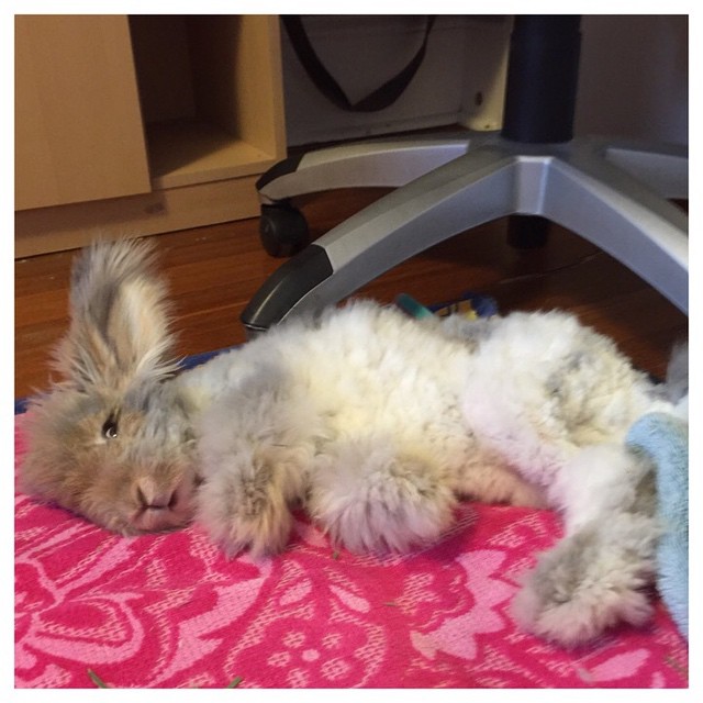 Az angyalszárnyfülű nyúl az Instagram új sztárja - képek