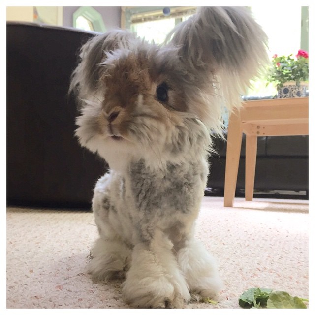 Az angyalszárnyfülű nyúl az Instagram új sztárja - képek