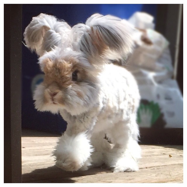 Az angyalszárnyfülű nyúl az Instagram új sztárja - képek