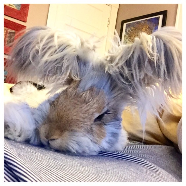 Az angyalszárnyfülű nyúl az Instagram új sztárja - képek