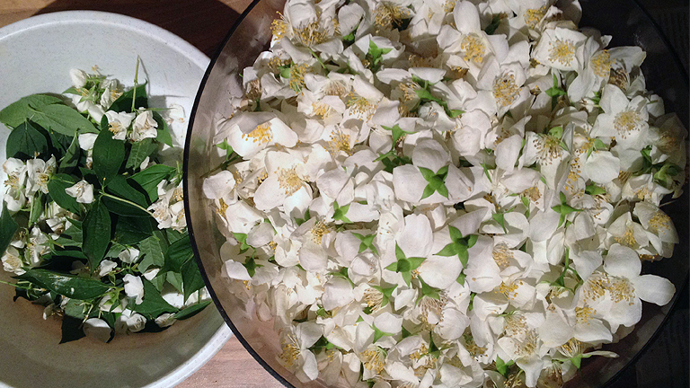 Hogyan kell jázminból szörpöt készíteni? Hogyan kell jázminból szörpöt készíteni?