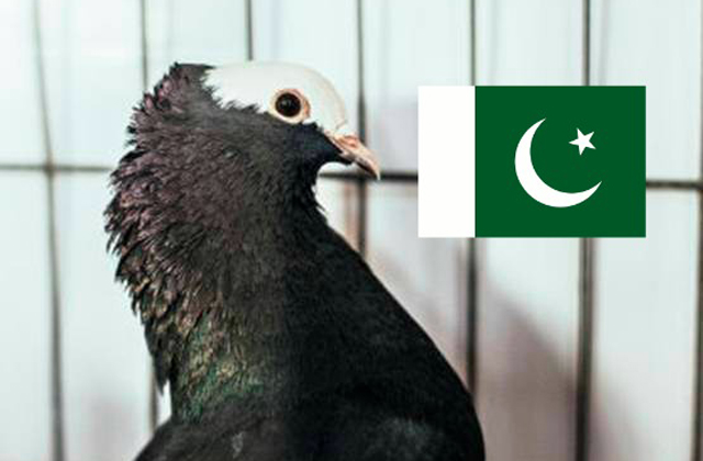 Letartóztattak egy galambot