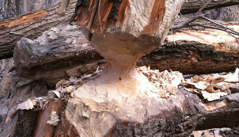 Fotó: Boros György