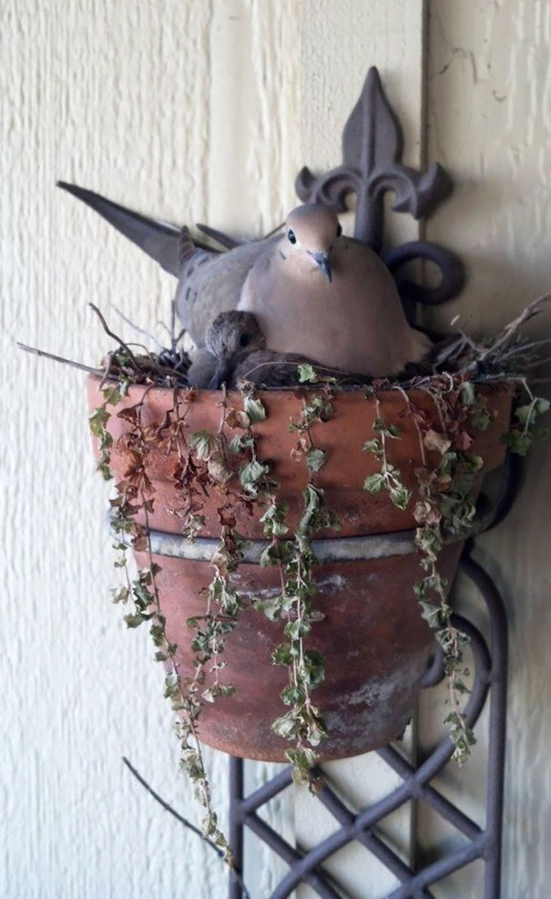 20 madárfészek, ami szokatlan helyre épült - fotók