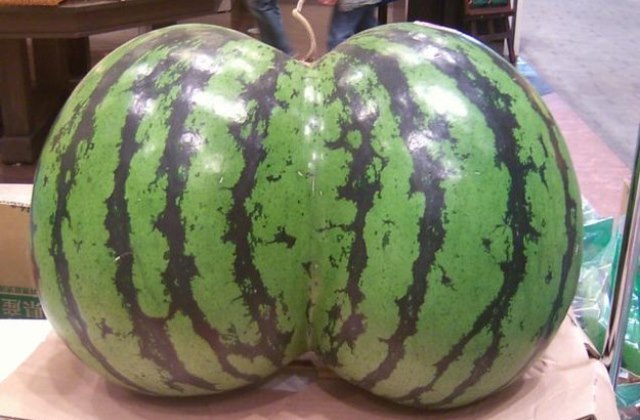 12 fotó bizonyítja, hogy a gömbölyded popsi mennyire guszta 12 fotó bizonyítja, hogy a gömbölyded popsi mennyire guszta