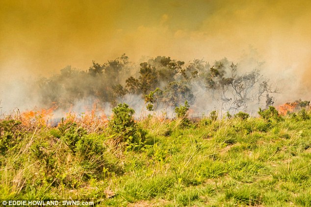 Erdőtűz pusztított a Százholdas Pagonyban