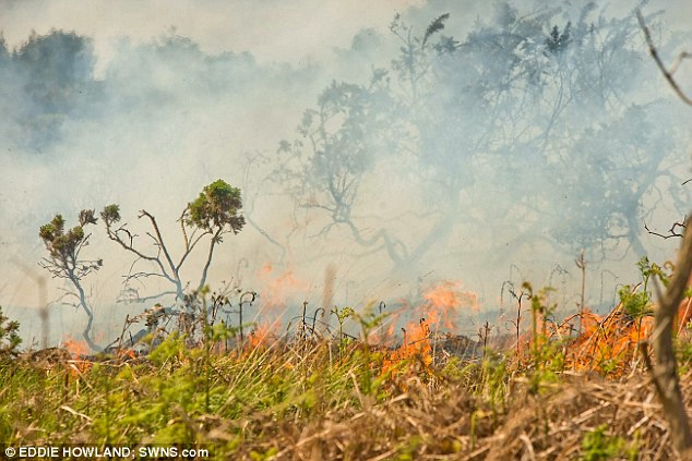 Erdőtűz pusztított a Százholdas Pagonyban