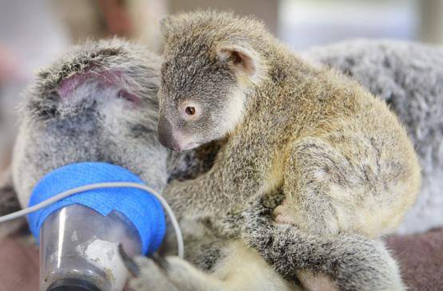Műtéte alatt is anyjához bújt a bébikoala - szívszorító fotók