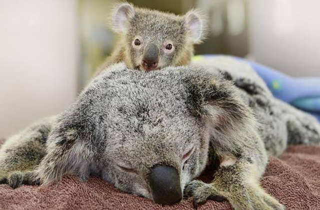 Műtéte alatt is anyjához bújt a bébikoala - szívszorító fotók