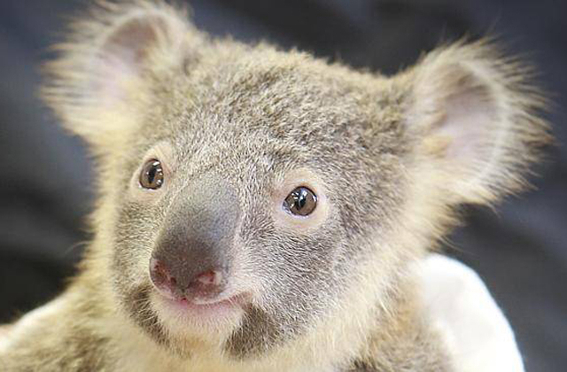 Műtéte alatt is anyjához bújt a bébikoala - szívszorító fotók