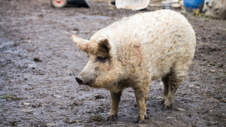 Göndör, szőrös és imádják külföldön, mi az? Magyar alapanyagok világszerte Göndör, szőrös és imádják külföldön, mi az? Magyar alapanyagok világszerte