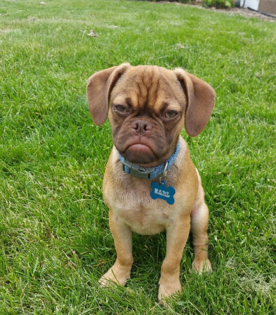 17 mérges tekintetű kutyus, akik még így is elrabolják a szívedet