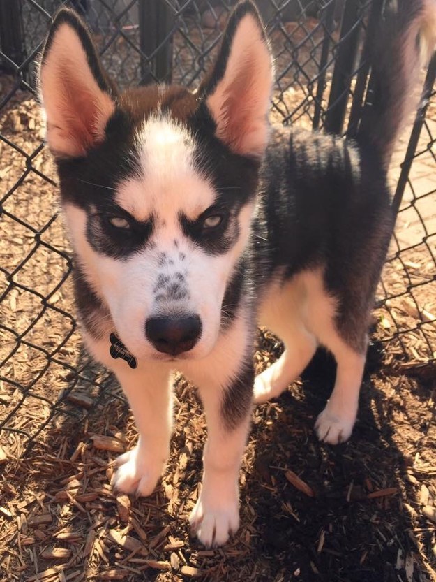 17 mérges tekintetű kutyus, akik még így is elrabolják a szívedet