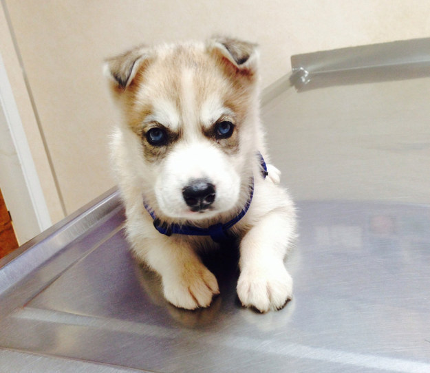 17 mérges tekintetű kutyus, akik még így is elrabolják a szívedet