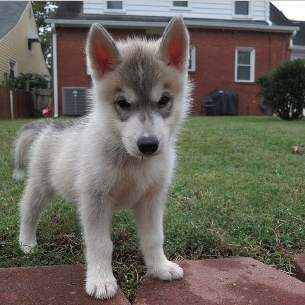 17 mérges tekintetű kutyus, akik még így is elrabolják a szívedet