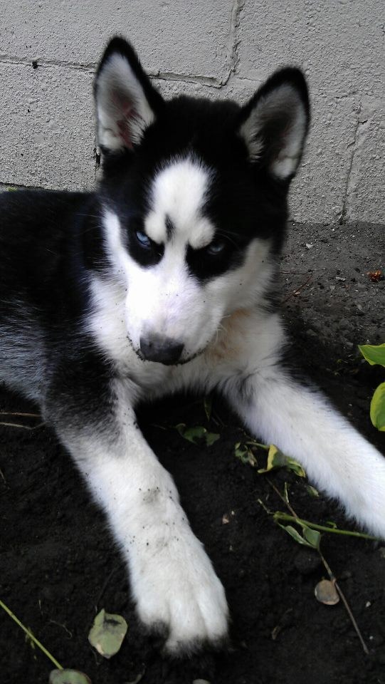 17 mérges tekintetű kutyus, akik még így is elrabolják a szívedet