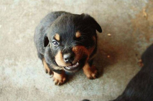 17 mérges tekintetű kutyus, akik még így is elrabolják a szívedet