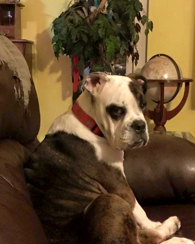 17 mérges tekintetű kutyus, akik még így is elrabolják a szívedet