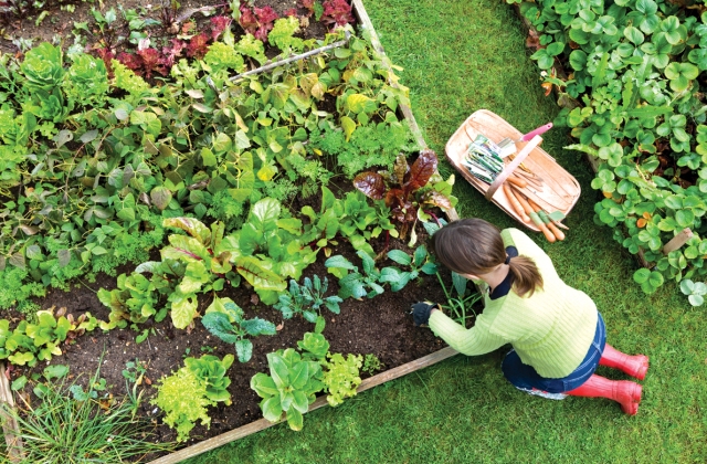 Így neveld a növényedet: munkanaptár júniustól szeptemberig