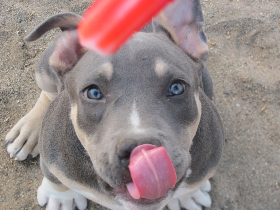 Ilyen lenne, ha a kutyáknak is lenne nyári bakancslistájuk!