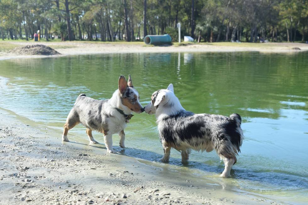 Ilyen lenne, ha a kutyáknak is lenne nyári bakancslistájuk!