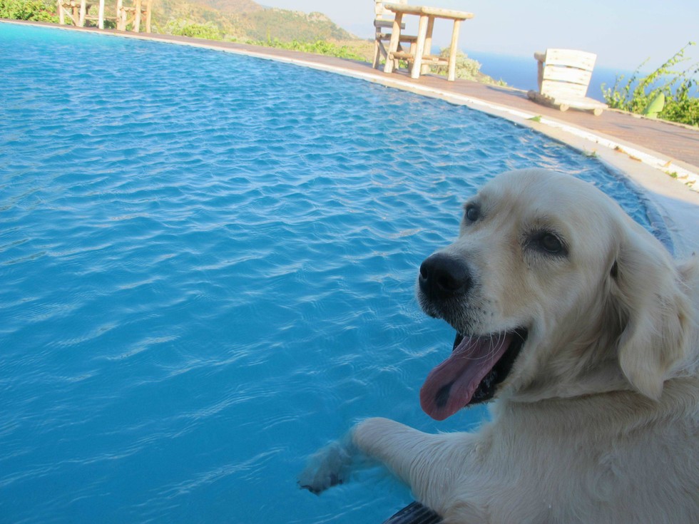 Ilyen lenne, ha a kutyáknak is lenne nyári bakancslistájuk!