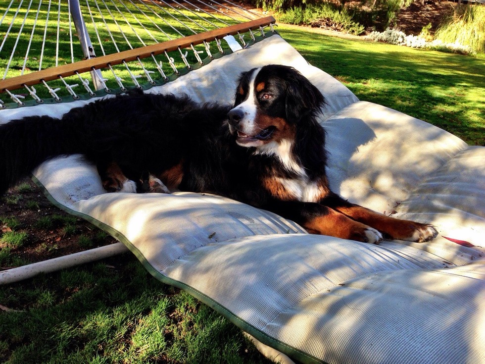 Ilyen lenne, ha a kutyáknak is lenne nyári bakancslistájuk!