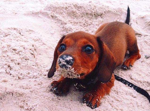 Ilyen lenne, ha a kutyáknak is lenne nyári bakancslistájuk!