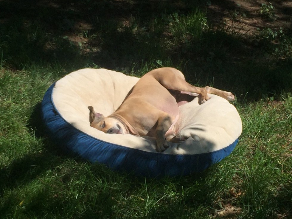 Ilyen lenne, ha a kutyáknak is lenne nyári bakancslistájuk!