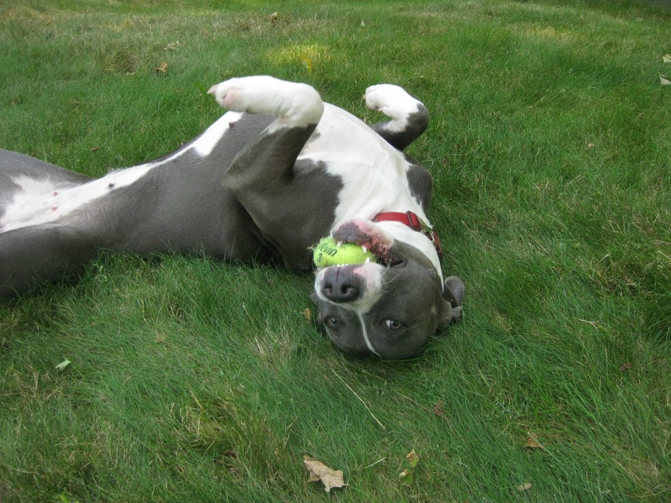 Ilyen lenne, ha a kutyáknak is lenne nyári bakancslistájuk!