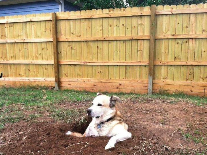 Ilyen lenne, ha a kutyáknak is lenne nyári bakancslistájuk!