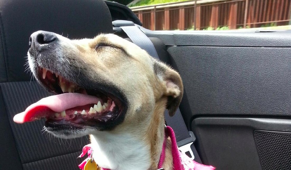 Ilyen lenne, ha a kutyáknak is lenne nyári bakancslistájuk!