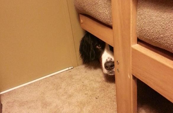 Ilyen lenne, ha a kutyáknak is lenne nyári bakancslistájuk!