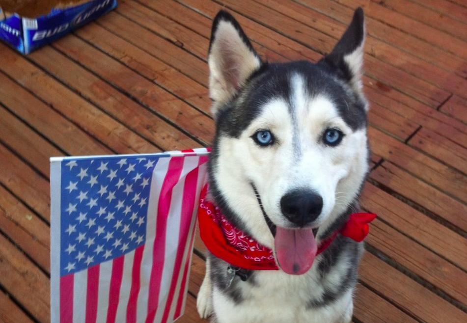 Ilyen lenne, ha a kutyáknak is lenne nyári bakancslistájuk!